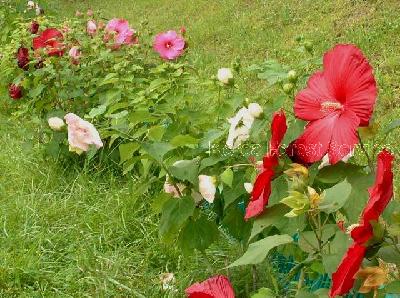 부용(Hibiscus mutabilis L.)