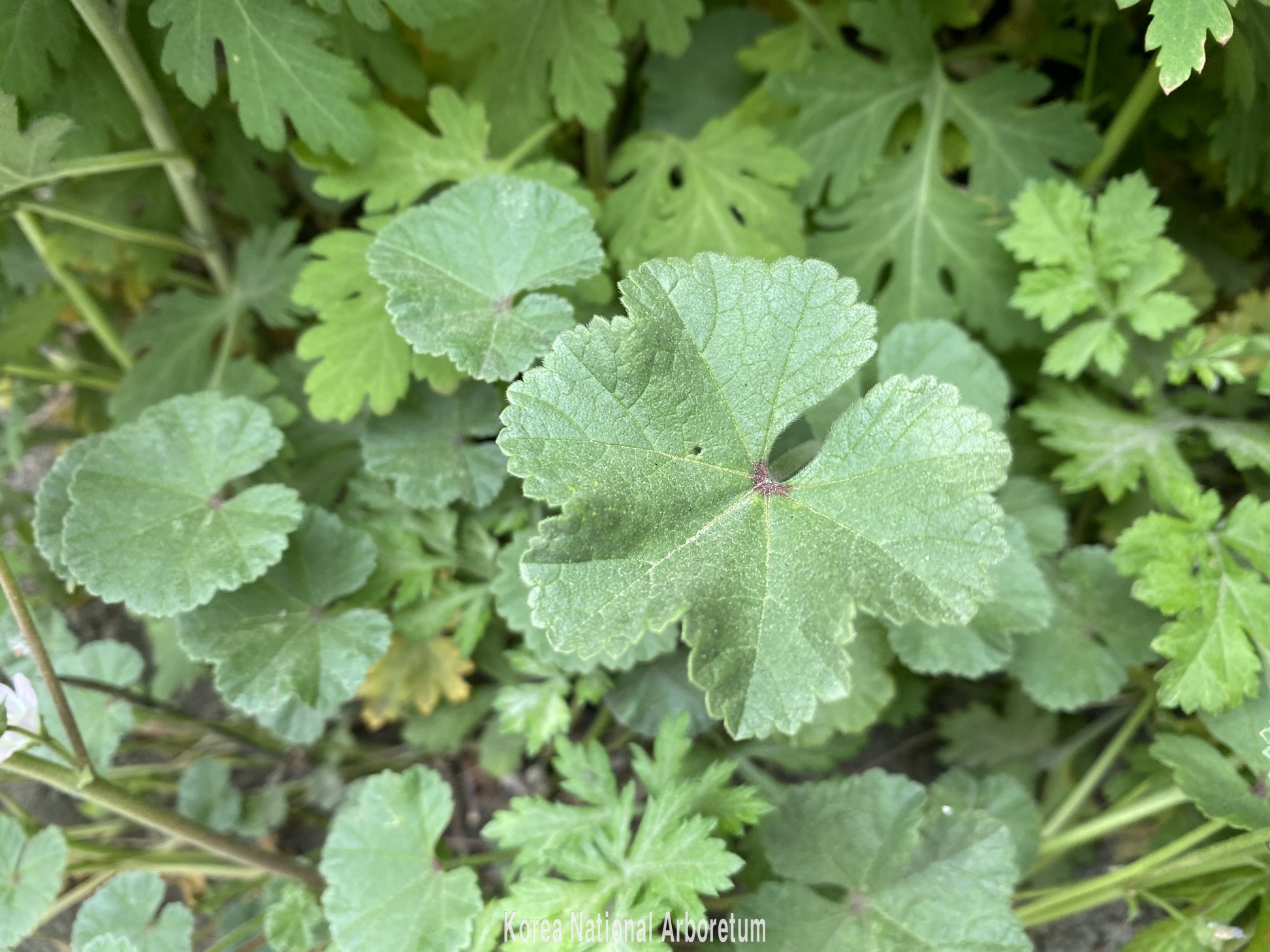 Plant Illustration Details