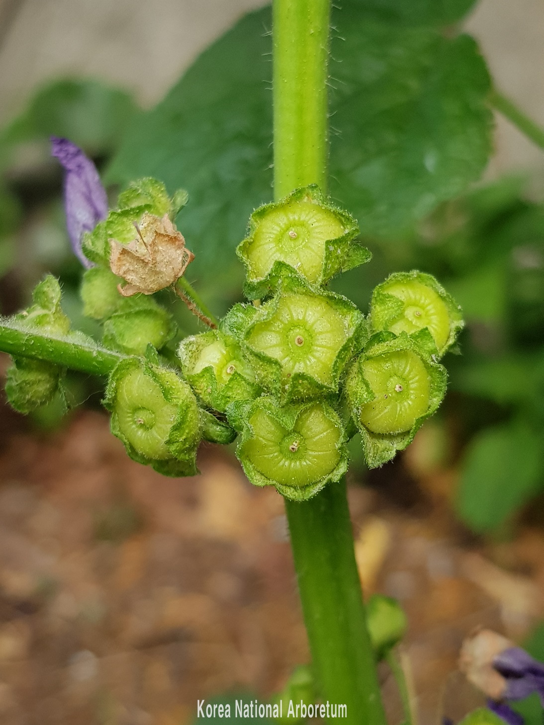 Plant Illustration Details