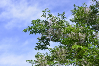 Plant Illustration Details