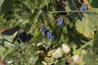 Plant Illustration Details