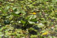 Plant Illustration Details