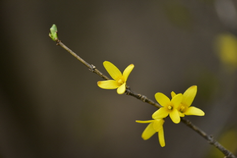 Plant Illustration Details