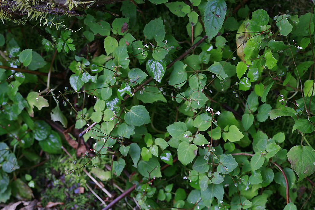 Plant Illustration Details