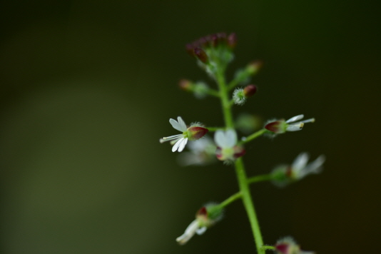 Plant Illustration Details