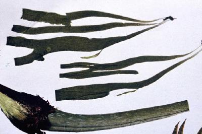 Plant Illustration Details