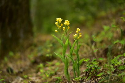 Plant Illustration Details