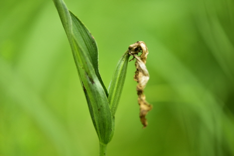 Plant Illustration Details