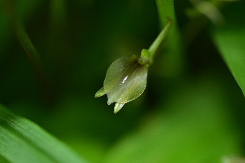 Plant Illustration Details