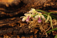 Plant Illustration Details