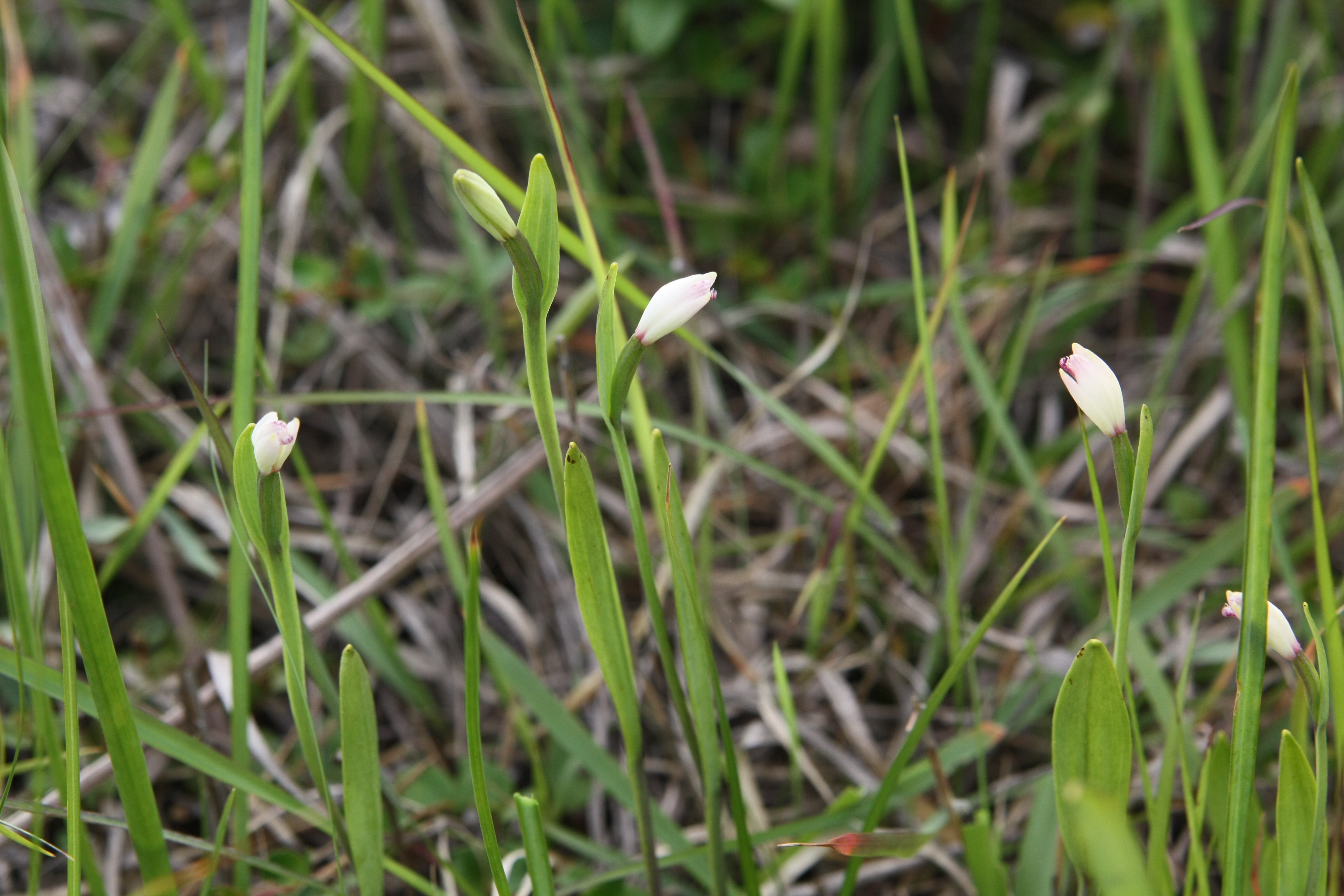 Plant Illustration Details