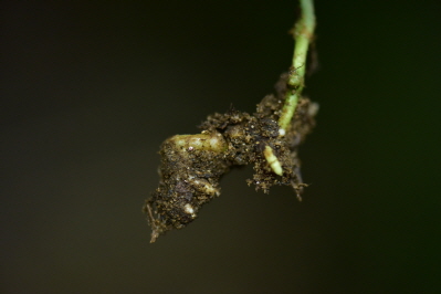 Plant Illustration Details