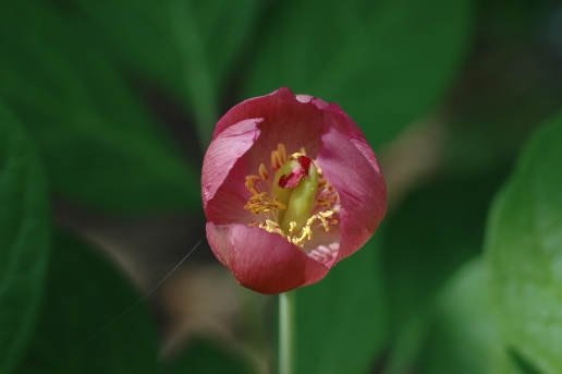 Paeonia obovata Maxim.