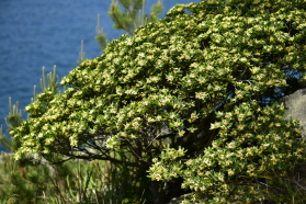 Plant Illustration Details