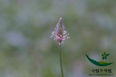 창질경이 6번째 사진 : 창질경이의 꽃 이미지 입니다.