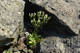 Plant Illustration Details