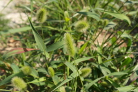 Plant Illustration Details