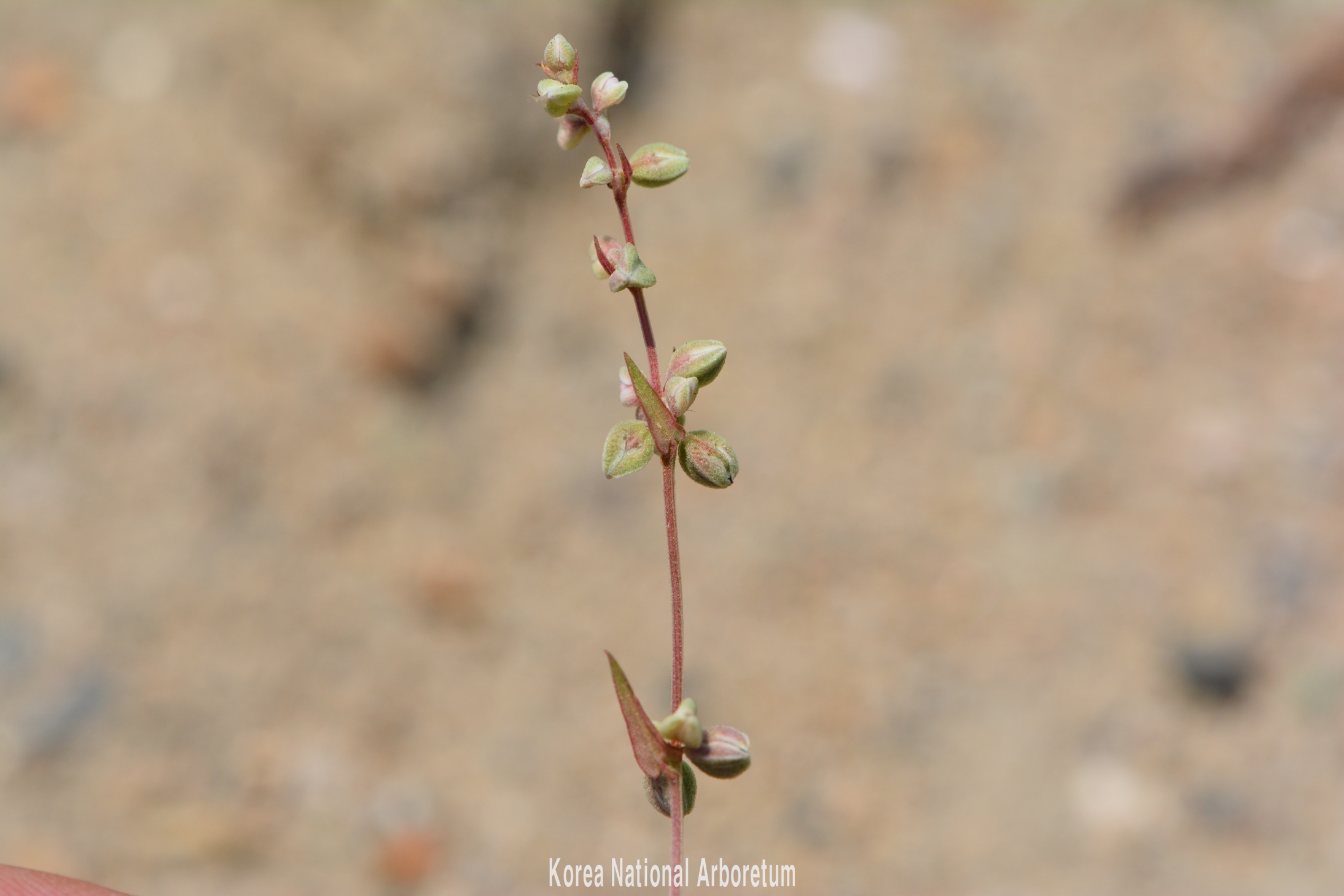 Plant Illustration Details