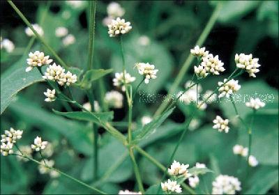 Plant Illustration Details