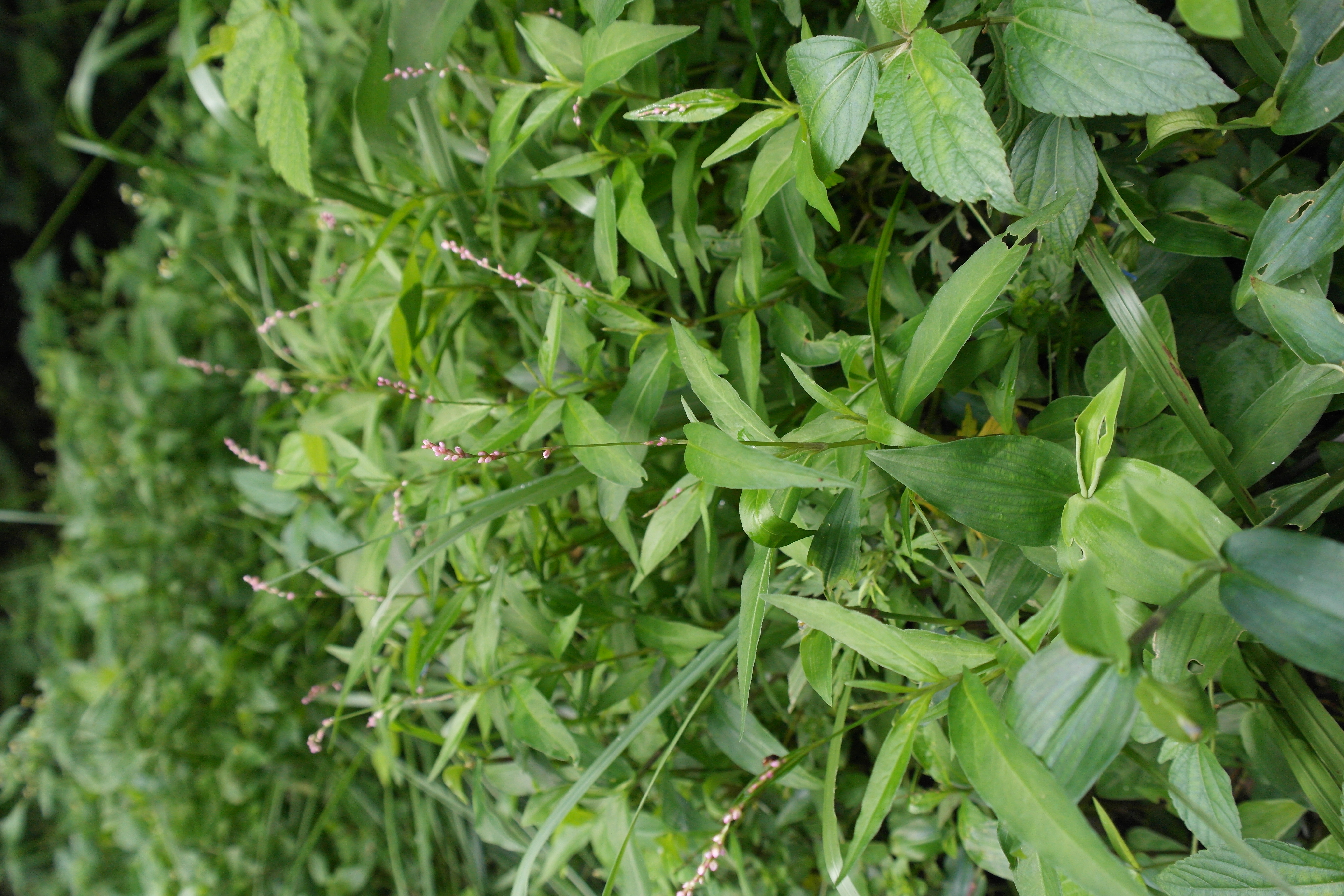 Plant Illustration Details