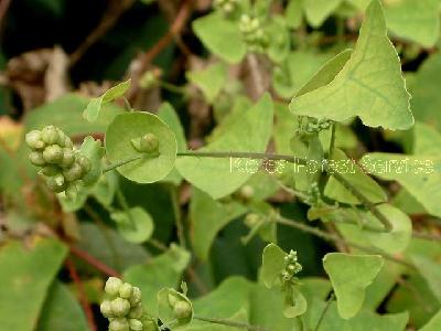 Plant Illustration Details