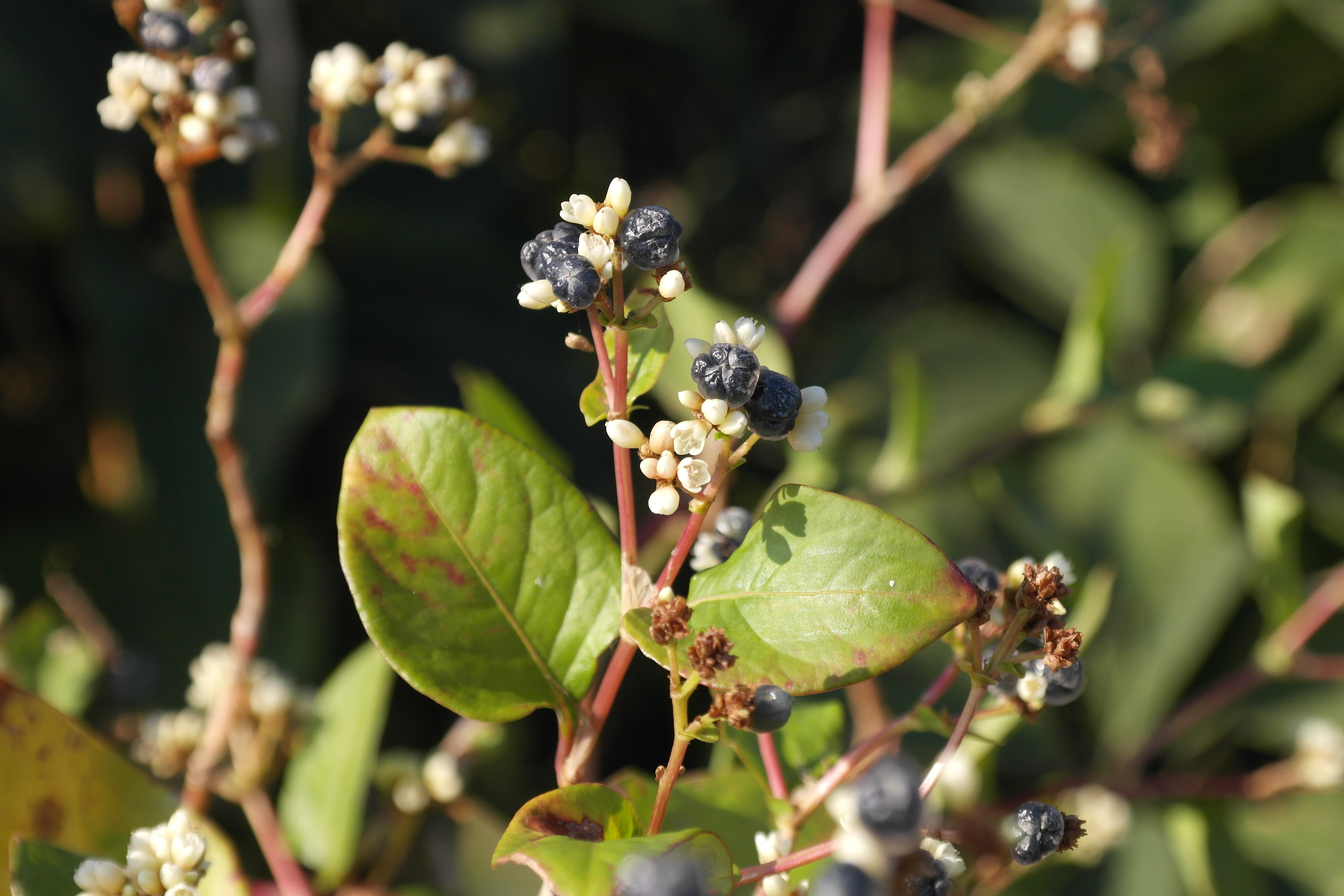 Plant Illustration Details