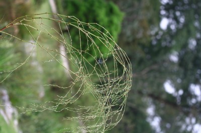 Plant Illustration Details