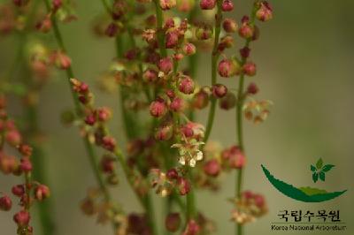  애기수영의 열매 이미지 입니다. 