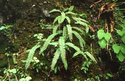 Plant Illustration Details