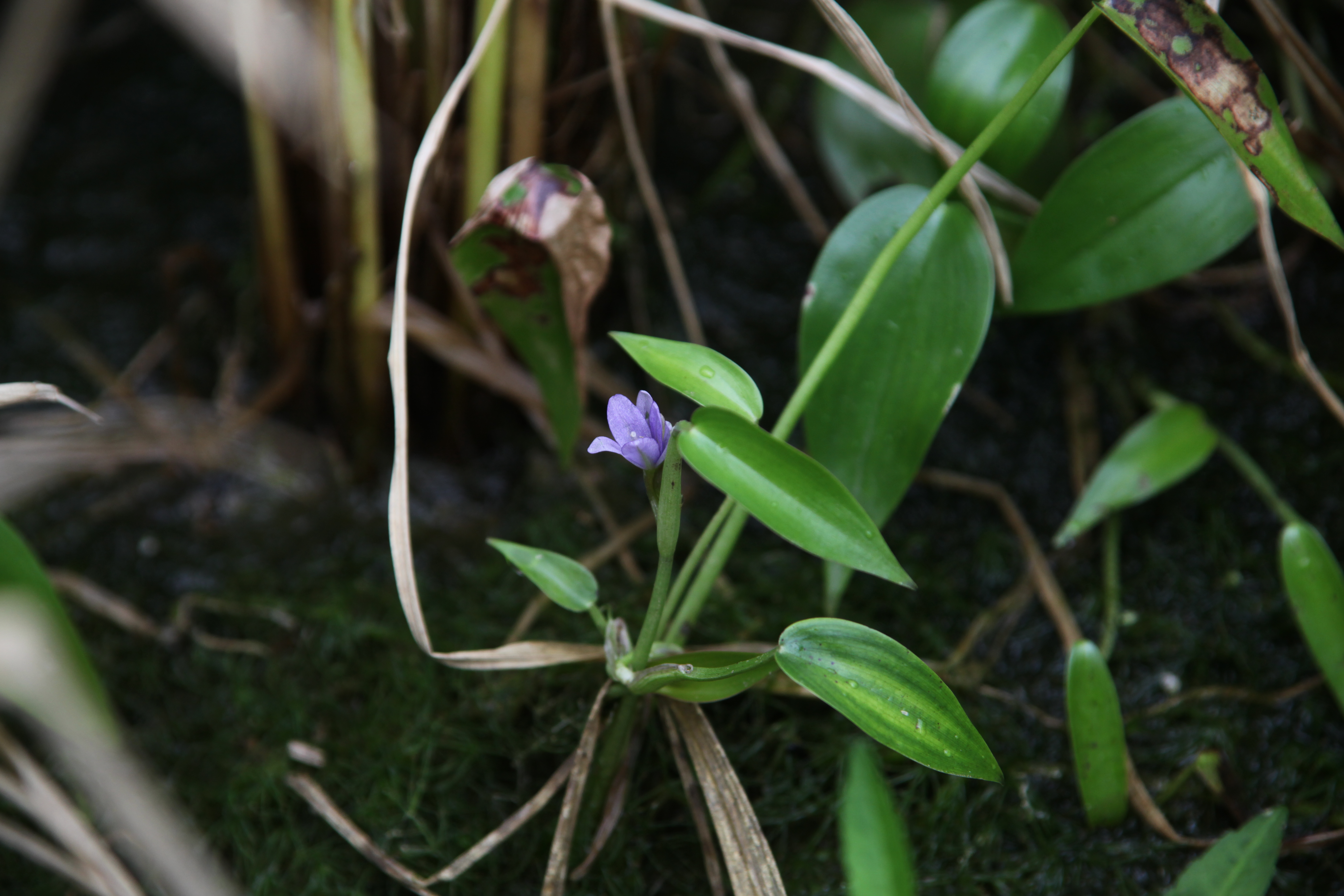 Plant Illustration Details