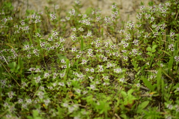 Plant Illustration Details