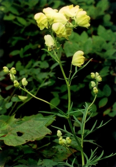 Aconitum coreanum (H.Lév.) Rapaics