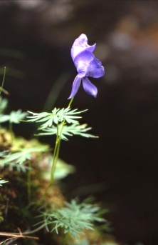 각시투구꽃사진 : 각시투구꽃의 꽃 이미지 입니다.