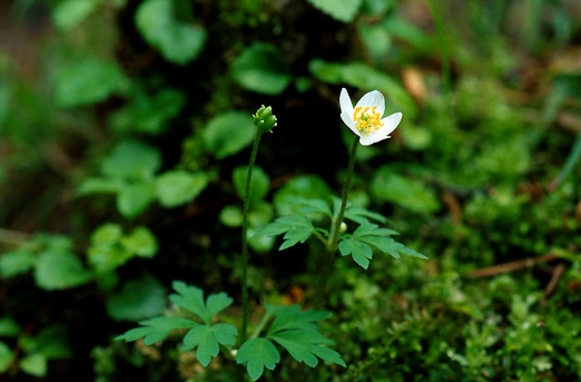 세바람꽃사진 : 세바람꽃의 꽃 이미지 입니다.