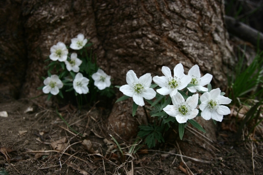 변산바람꽃사진 : 변산바람꽃의 꽃 이미지 입니다.