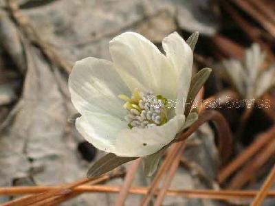 변산바람꽃 2번째 사진 : 변산바람꽃의 꽃 이미지 입니다.