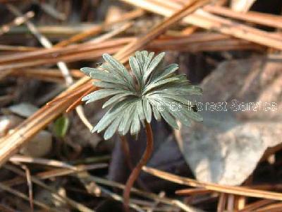 변산바람꽃 3번째 사진 : 변산바람꽃의 잎 이미지 입니다.