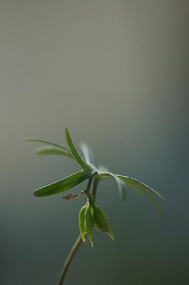 변산바람꽃 4번째 사진 : 