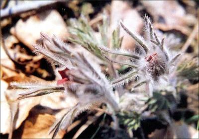 Plant Illustration Details