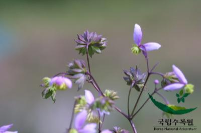 금꿩의다리 6번째 사진 : 금꿩의다리의 꽃 이미지 입니다.