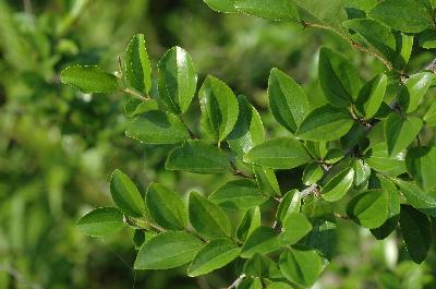 Plant Illustration Details