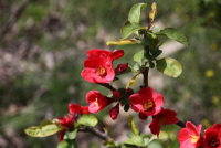 Plant Illustration Details