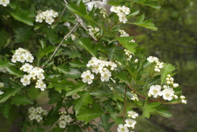 Crataegus pinnatifida Bunge