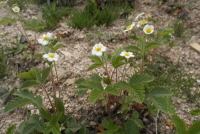 흰땃딸기 이미지