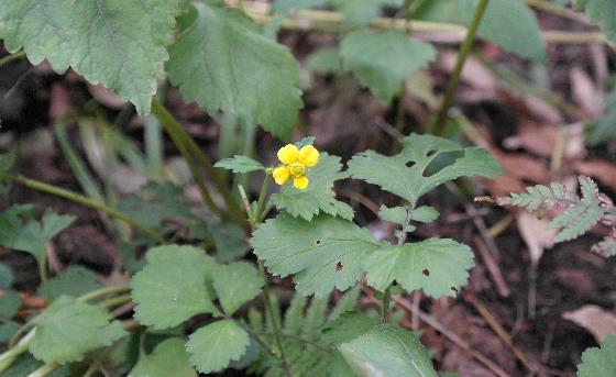 뱀무(Geum japonicum Thunb.)