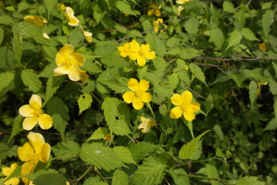 Kerria japonica (L.) DC.