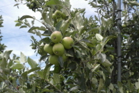 사과나무 이미지
