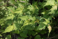 Plant Illustration Details