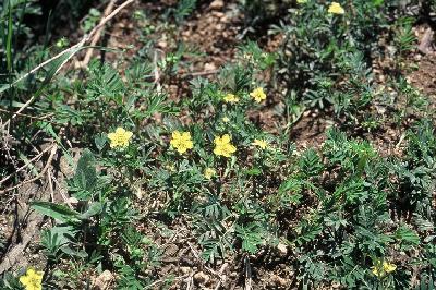 Plant Illustration Details