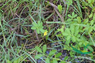눈양지꽃 1번째 사진 : 눈양지꽃의 잎 이미지 입니다.